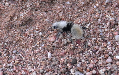 Dasymutilla eminentia