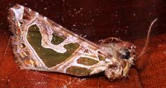 Compsotata elegantissima
