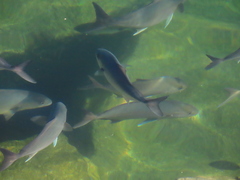 Seriola