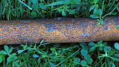 Aurantioporthe corni