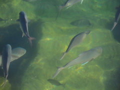 Seriola