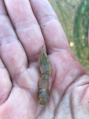 Upogebia pugettensis