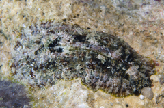 Dolabrifera dolabrifera