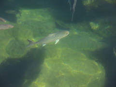 Seriola