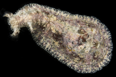 Dolabrifera dolabrifera