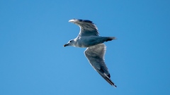 Larus michahellis