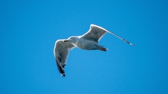 Larus michahellis