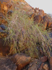Commiphora gracilifrondosa