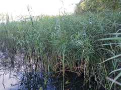 Phragmites australis