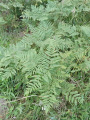 Pteridium pinetorum