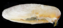 Leiosolenus
