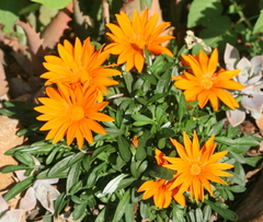 Gazania × splendens