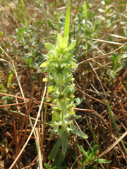 Sideritis montana