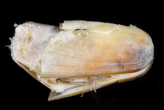 Leiosolenus