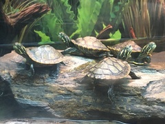 Pseudemys alabamensis