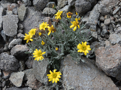 Senecio procumbens