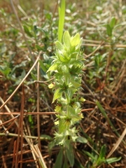 Sideritis montana