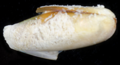 Leiosolenus