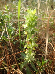 Sideritis montana