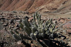 Euphorbia virosa virosa