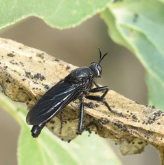 Ospriocerus aeacus