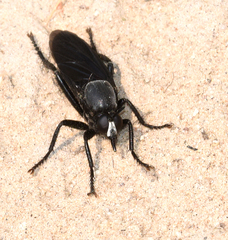 Ospriocerus aeacus