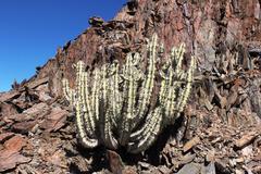 Euphorbia virosa virosa