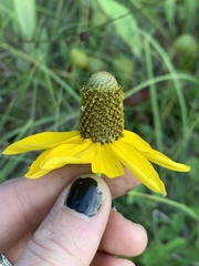 Rudbeckia glaucescens
