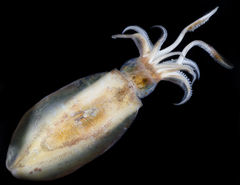 Sepioteuthis