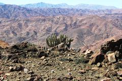 Euphorbia virosa virosa