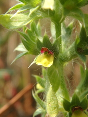 Sideritis montana