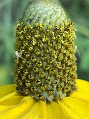 Rudbeckia glaucescens