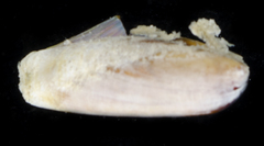 Leiosolenus