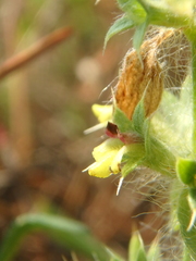 Sideritis montana