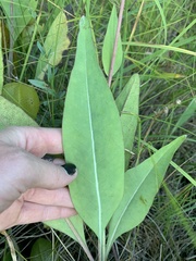 Rudbeckia glaucescens