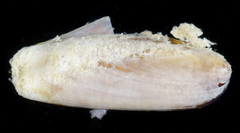 Leiosolenus
