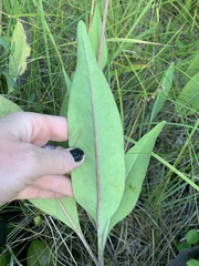 Rudbeckia glaucescens
