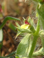 Sideritis montana