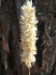 Melica transsilvanica