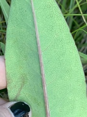 Rudbeckia glaucescens