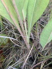Rudbeckia glaucescens