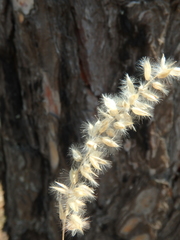 Melica transsilvanica