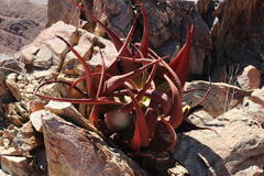Aloe gariepensis