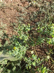 Euphorbia taurinensis