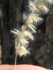 Melica transsilvanica