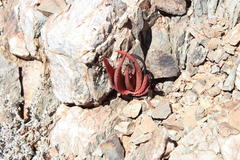 Aloe gariepensis