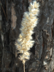 Melica transsilvanica