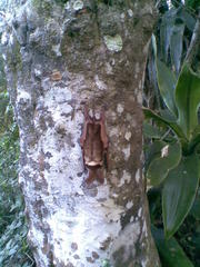 Otomops martiensseni