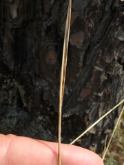 Melica transsilvanica