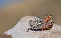 Arcyptera microptera
